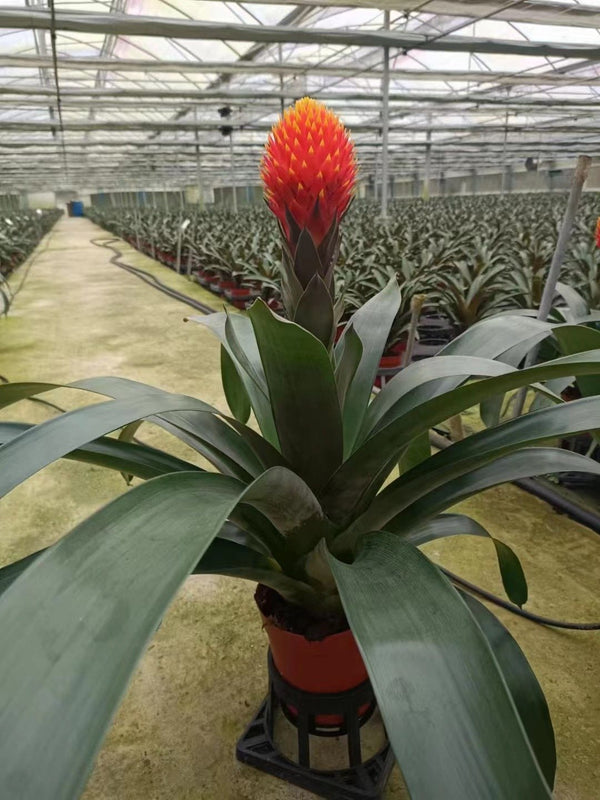 Guzmania