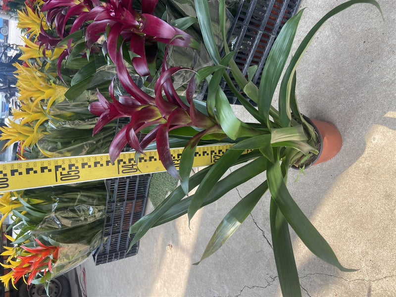 Guzmania 'Purple'