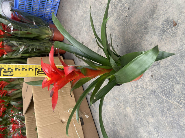 Guzmania 'Red', a single bromeliad with red bracts measured at the nursery