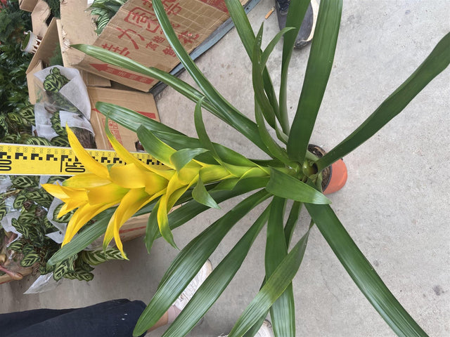 Guzmania 'Yellow', a single bromeliad with yellow bracts measured at the nursery