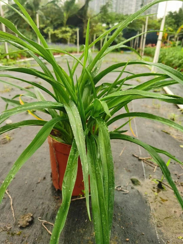 Hemerocallis fulva