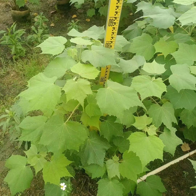 Hibiscus mutabilis