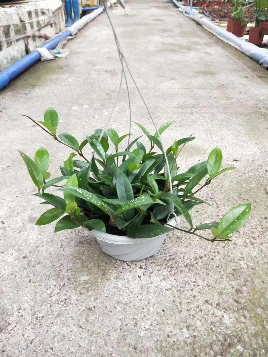 Hoya carnosa