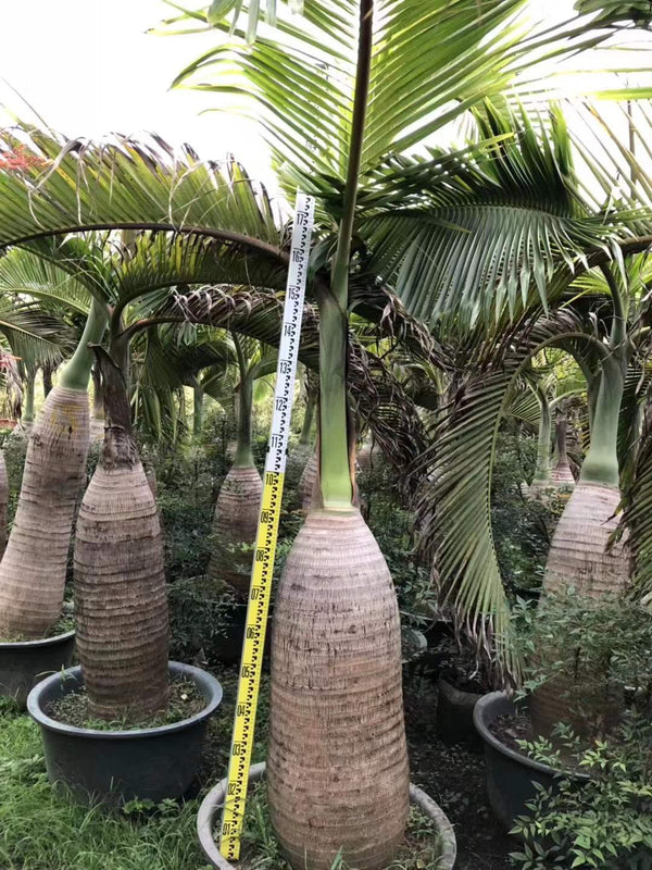 Hyphorbe lagenicaulis