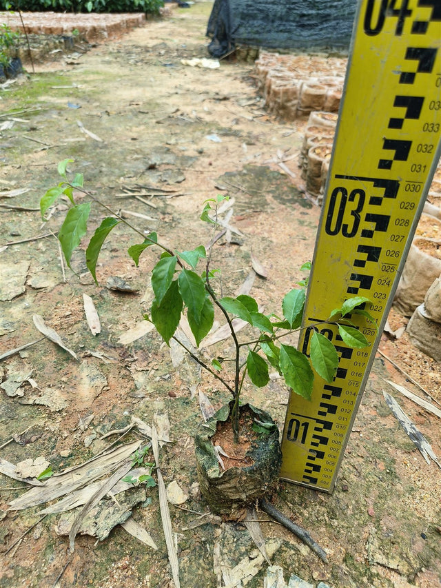 Ilex asprella