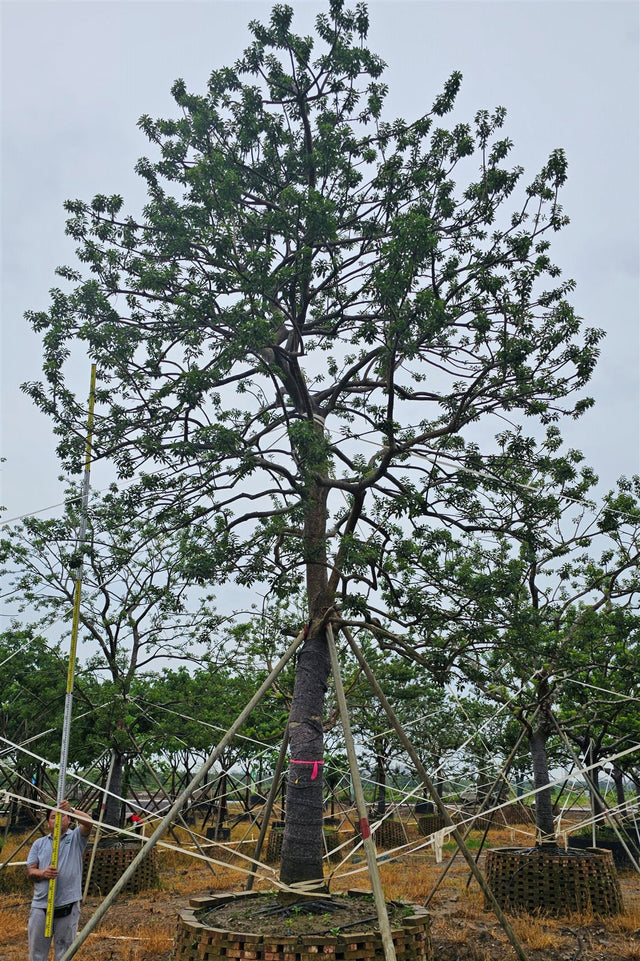 Ilex chinensis