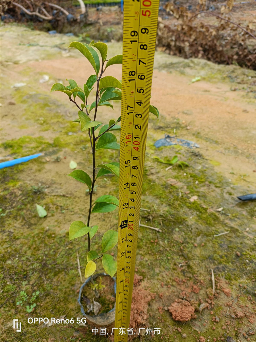 Ilex rotundathunb