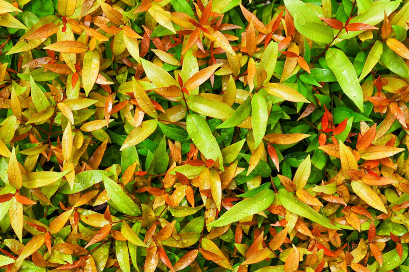 Syzygium australe 'Hinterland Gold' - Hinterland Gold Lilly Pilly