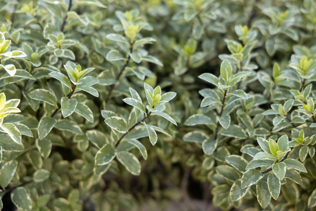 Pittosporum tenuifolium 'Ivory Sheen' - Ivory Sheen Kohuhu