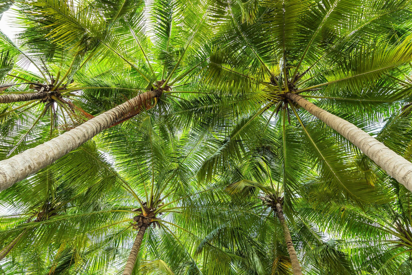 Veitchia joannis - Joannis Palm