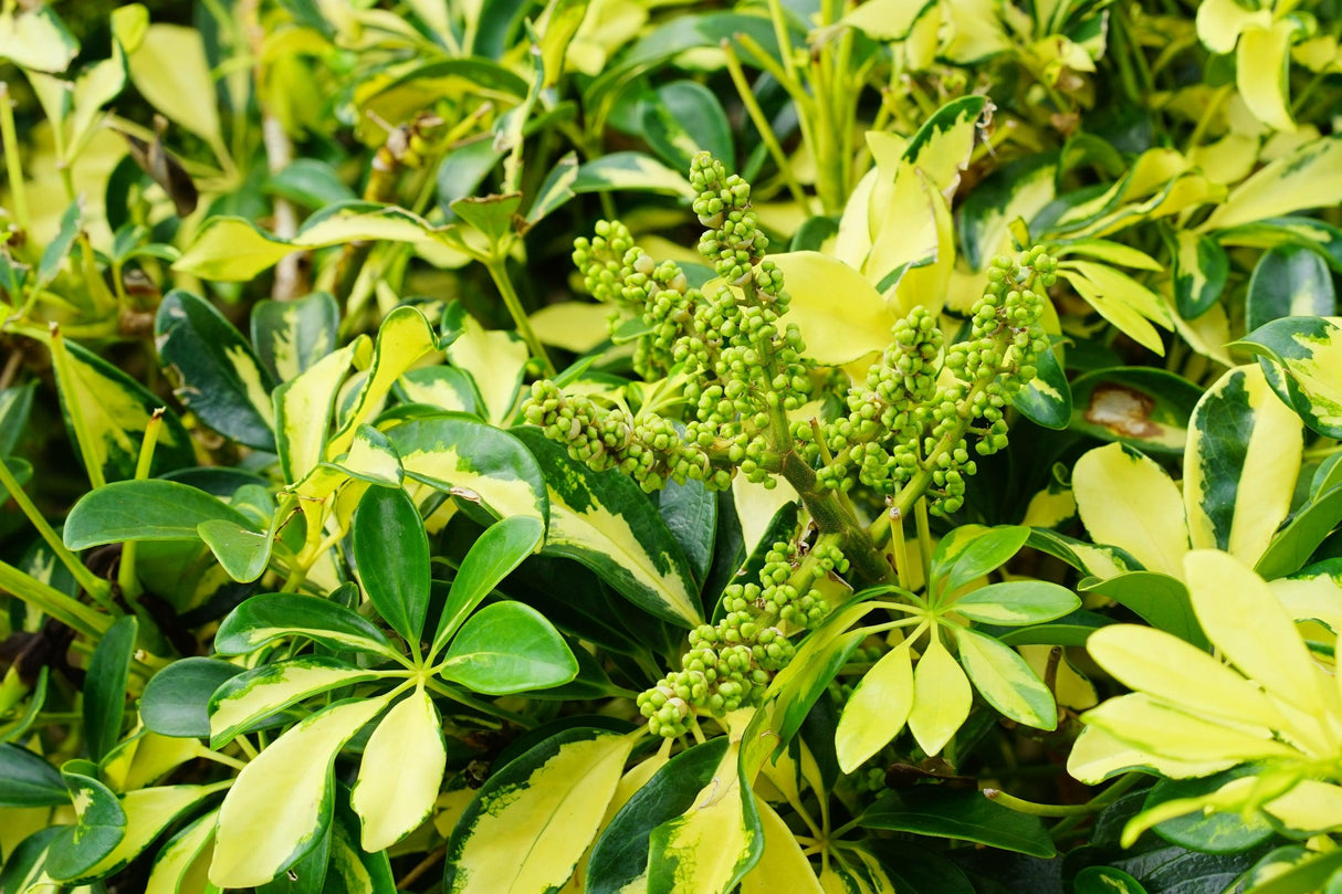 Schefflera arboricola 'Madame De Smet' - Madame De Smet Dwarf Umbrella Tree