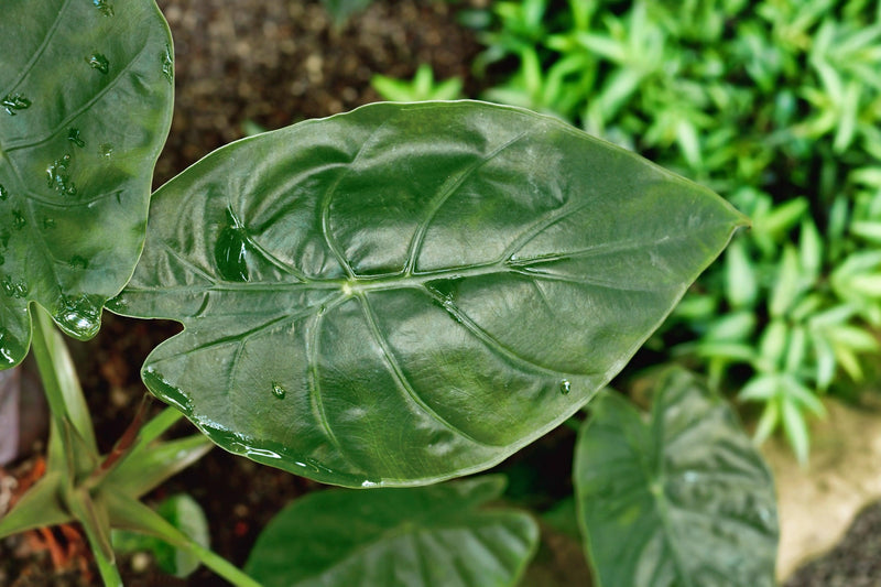 Alocasia wentii - New Guinea Shield