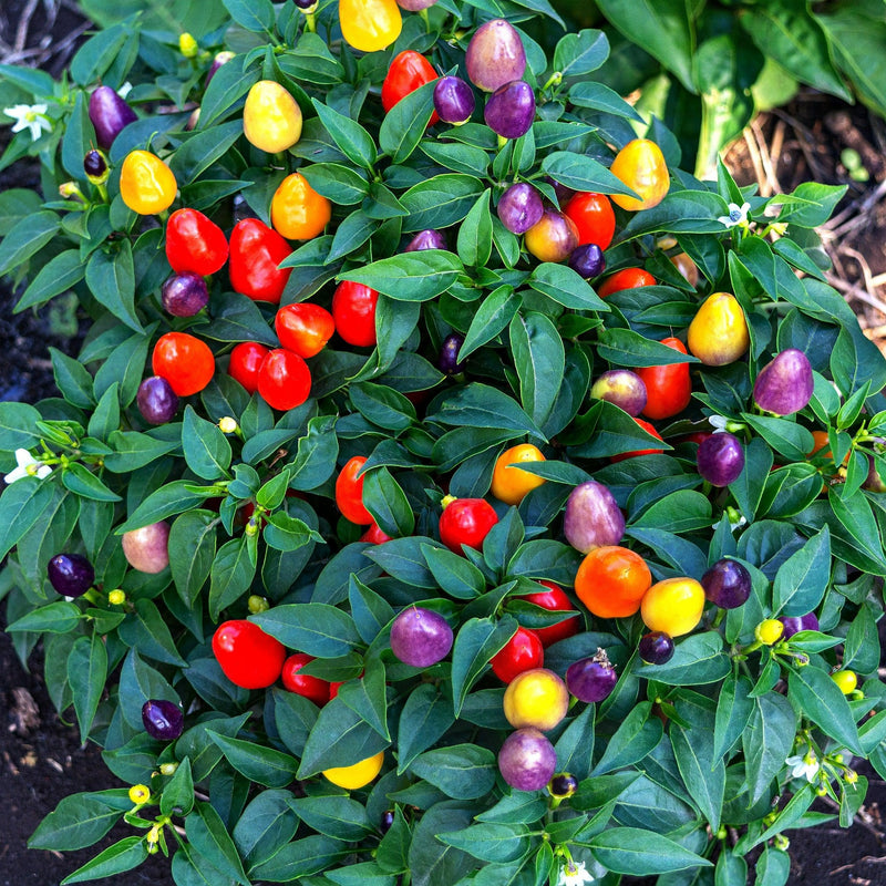 Capsicum annuum 'Rainbow' - Rainbow Chilli