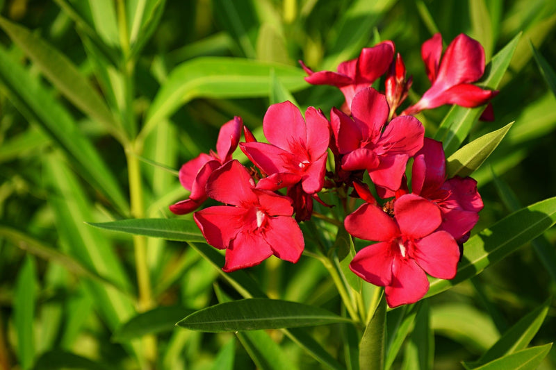 Nerium oleander Red - Rosebay
