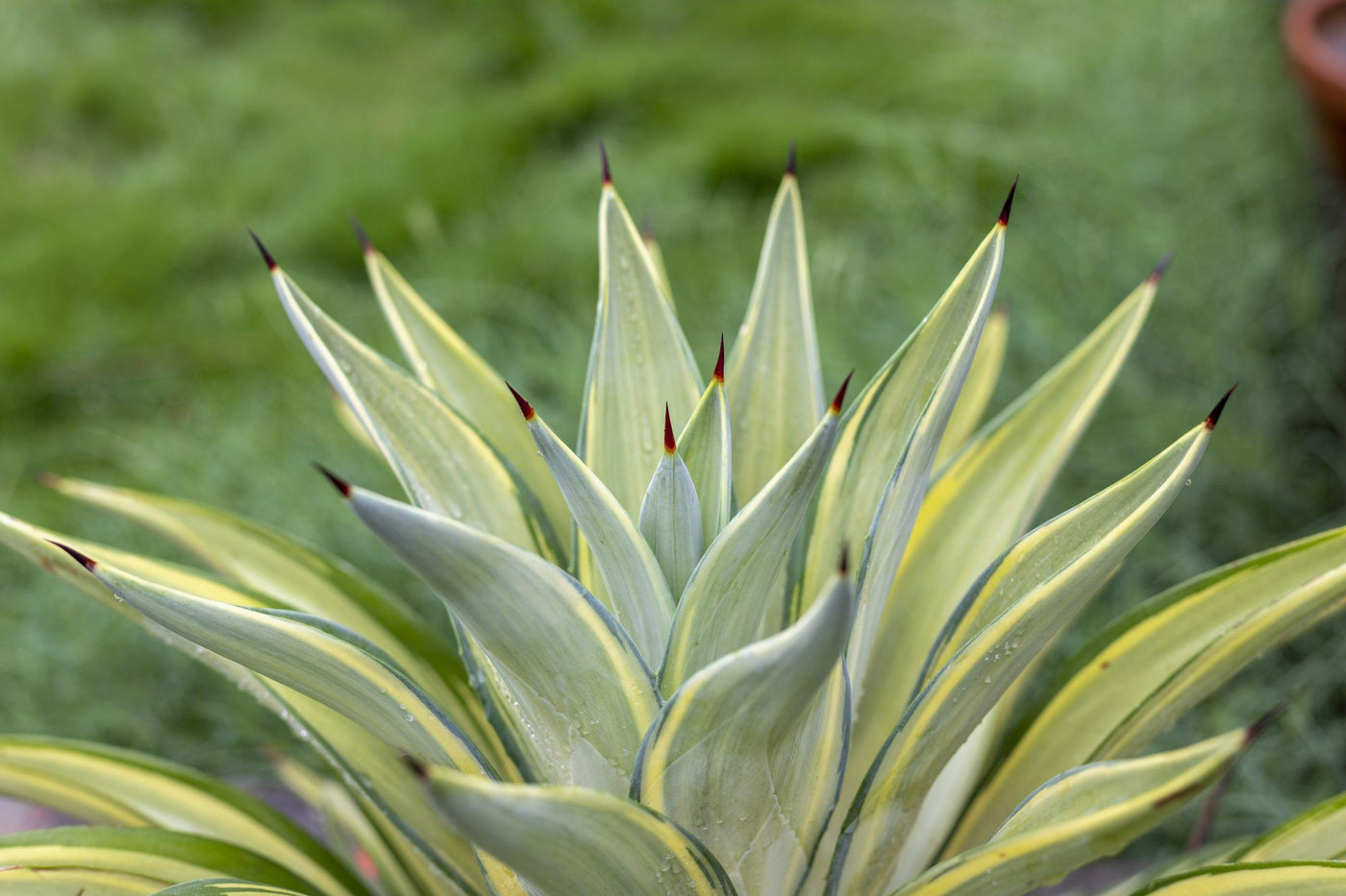 Agave 'Galactic Traveller' - Galactic Traveller Agave