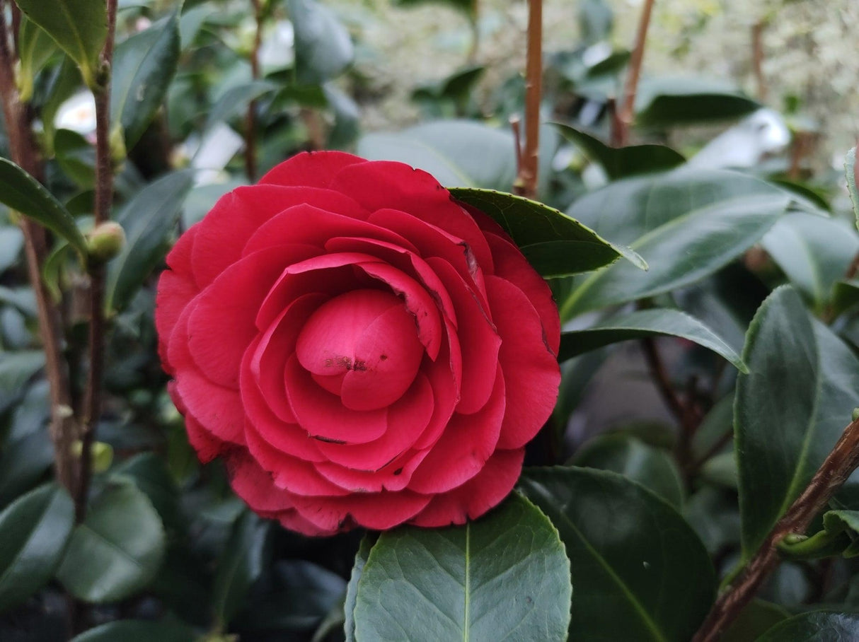 Camellia japonica 'Roger Hall' - Roger Hall Camellia