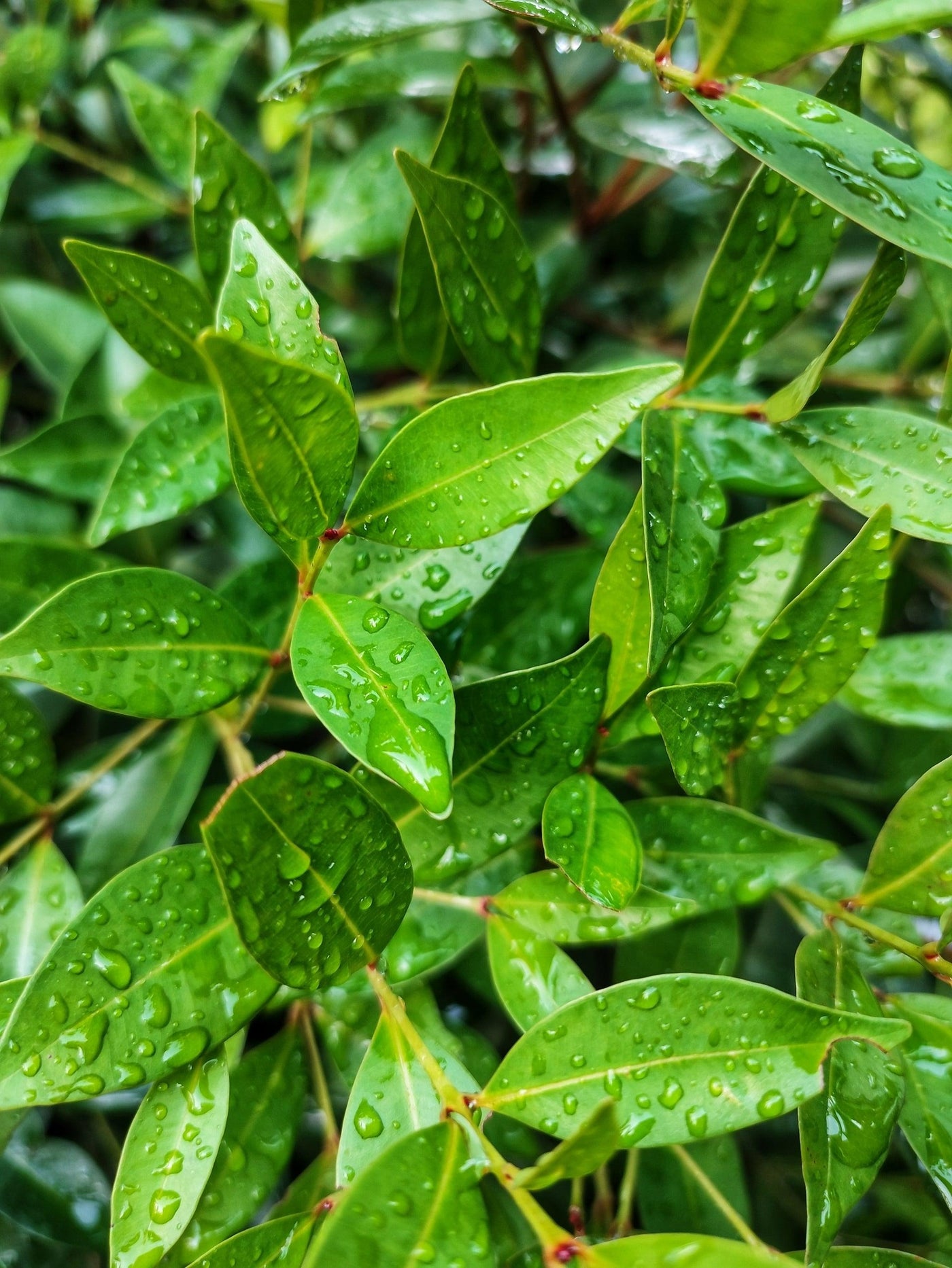 Syzygium australe 'Baby Boomer' - Baby Boomer Syzygium