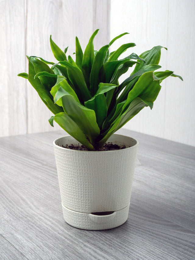 Dracaena compacta - Compact Dragon Tree