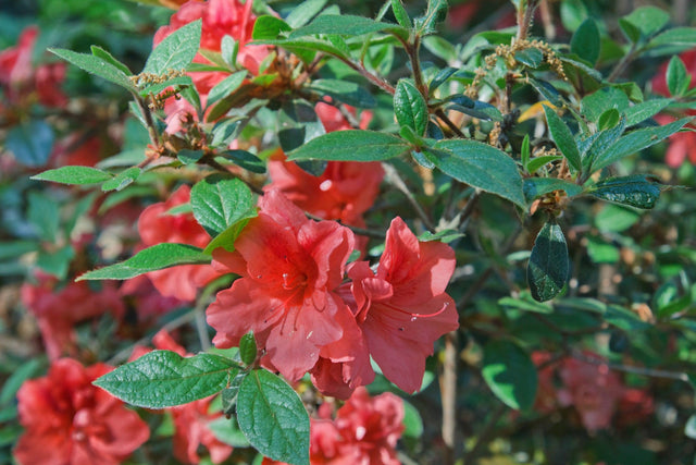 Azalea Encore 'Autumn Bravo' - Autumn Bravo Encore Azalea