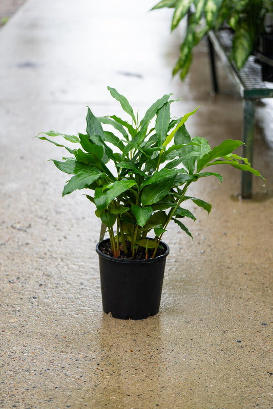 Alpinia nutans - False Cardamom