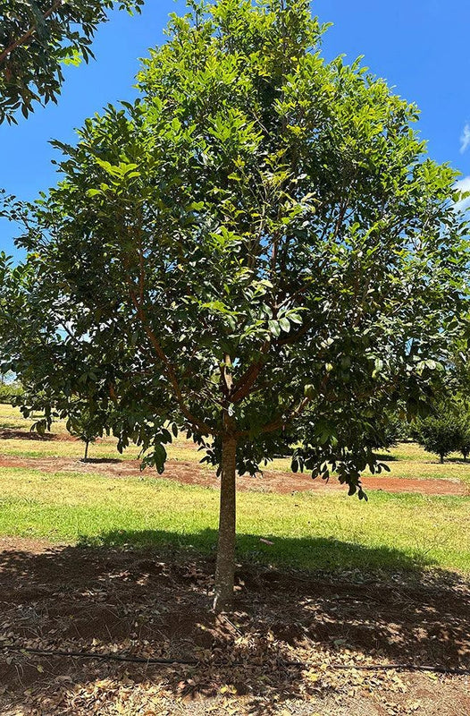 Flindersia australis - Crow's Ash, Australian Teak