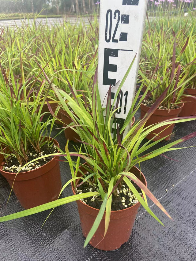 Imperata cylindrica