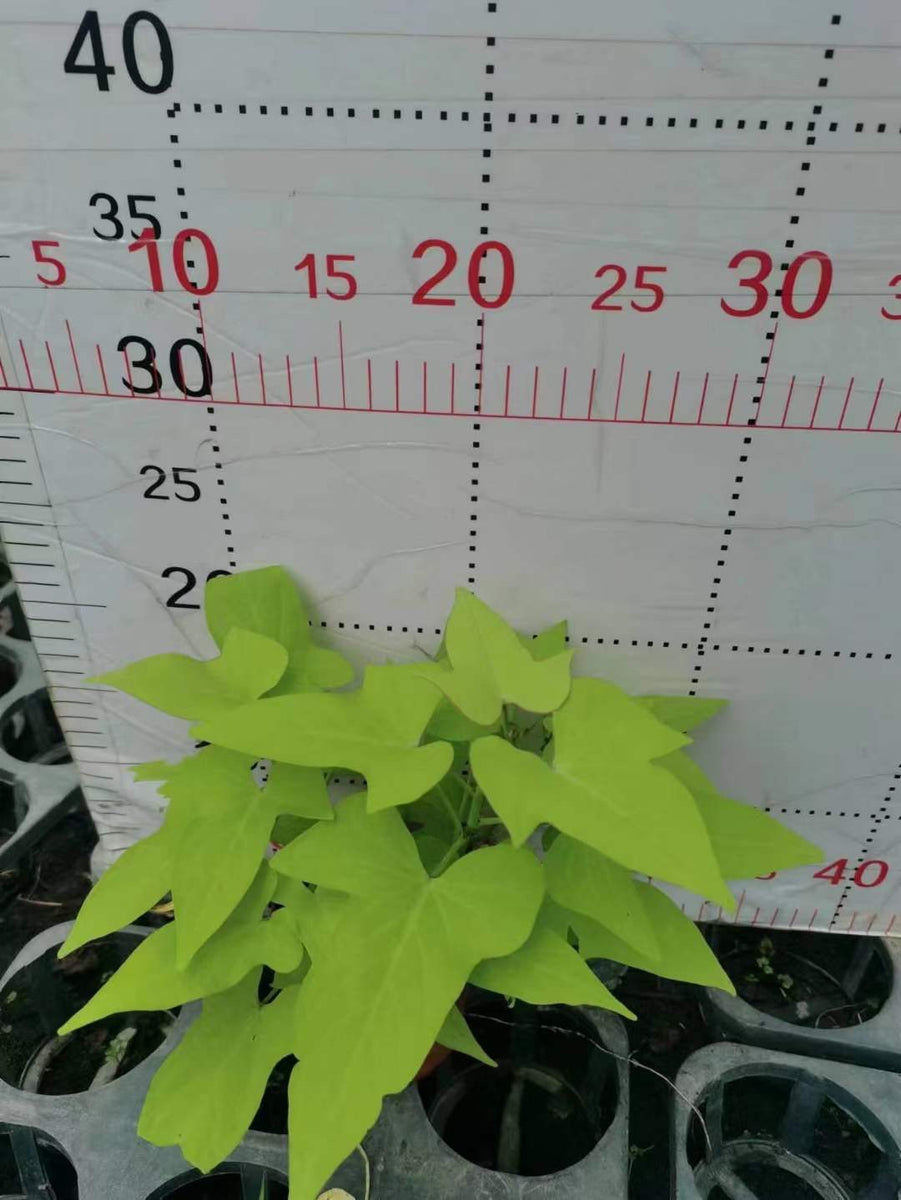 Ipomoea batatas