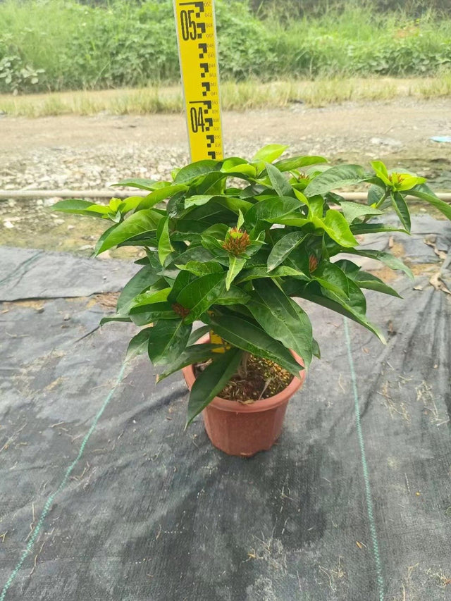 Ixora coccinea