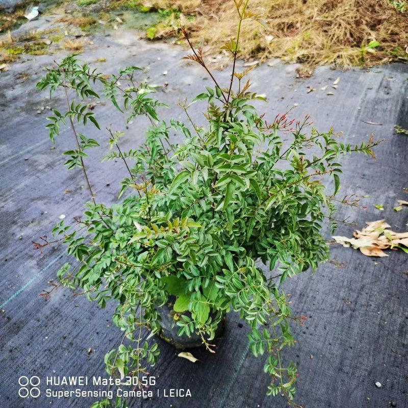 Jasminium polyanthum
