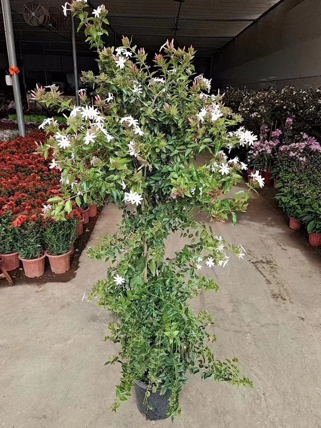 Jasminum grandiflorum