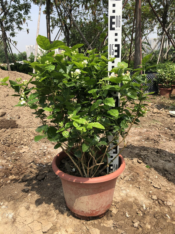 Jasminum sambac