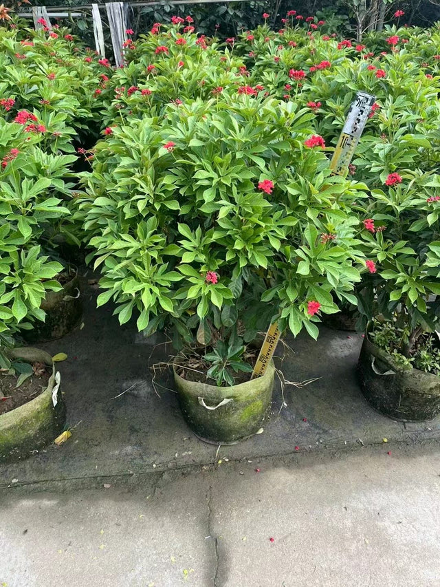Jatropha gossypiifolia