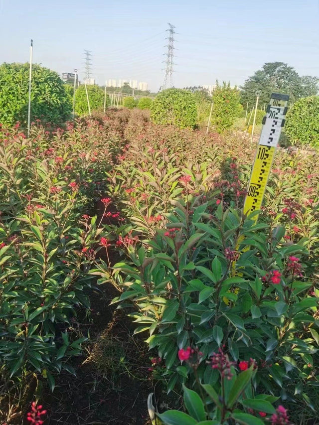 Jatropha integerrima