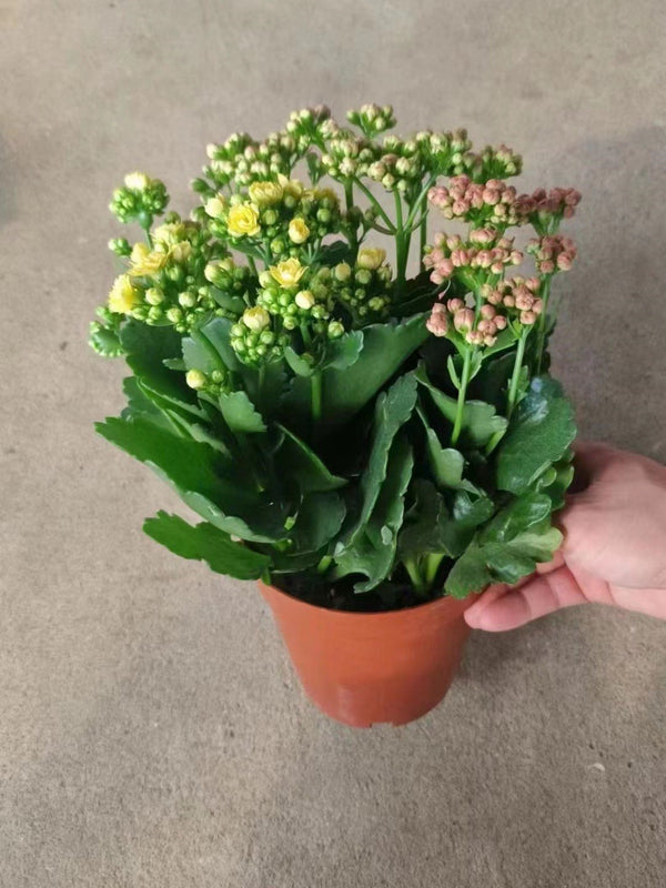 Kalanchoe blossfeldiana