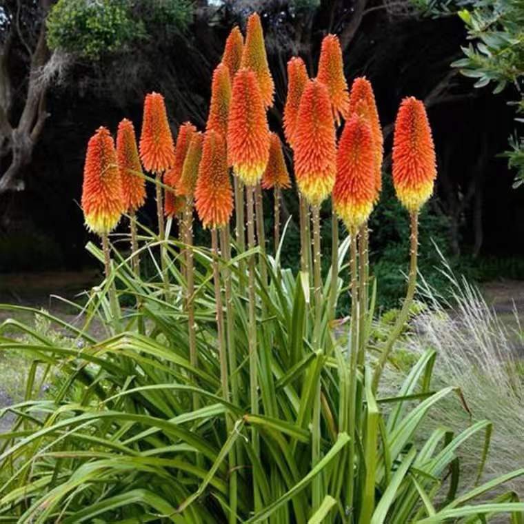 Kniphofia uvaria