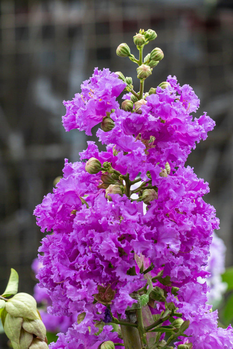 Diamonds in the Dark Mystic Magenta Crepe Myrtle - Lagerstroemia 'Diamonds in the Dark Mystic Magenta'