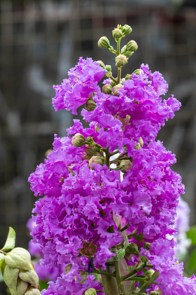 Diamonds in the Dark Mystic Magenta Crepe Myrtle - Lagerstroemia 'Diamonds in the Dark Mystic Magenta'