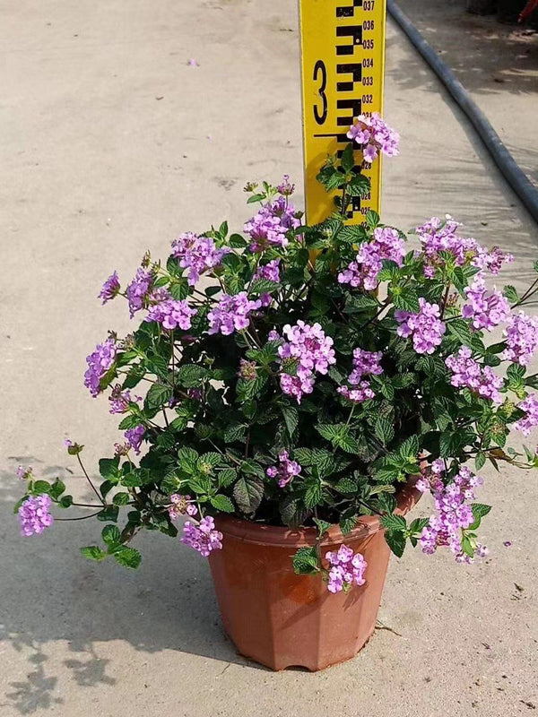 Lantana montevidensis