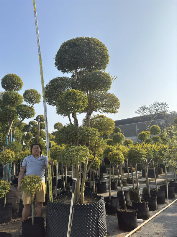 Ligustrum ovalifolium