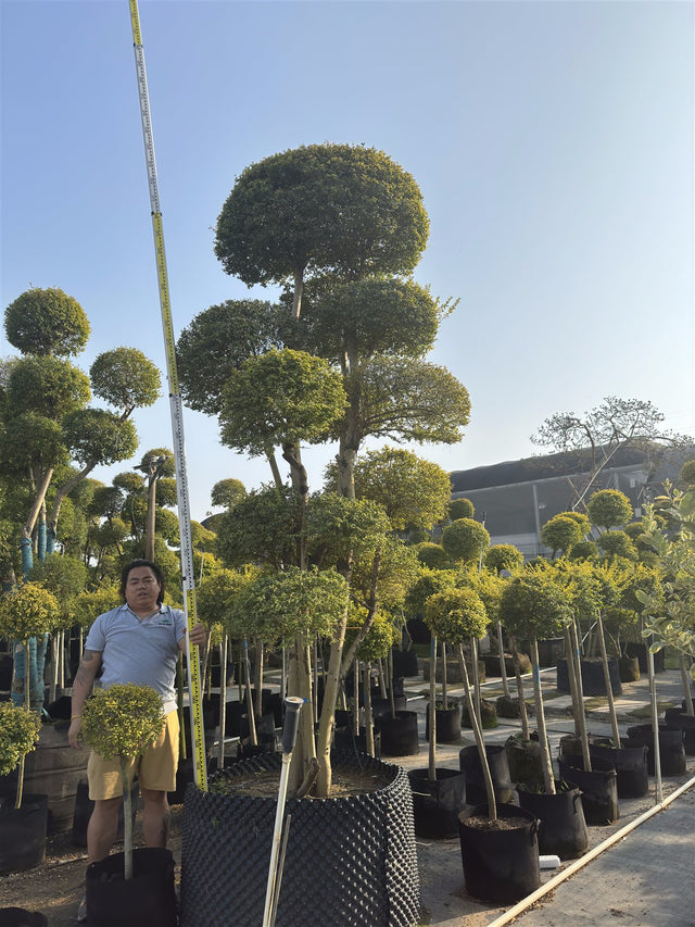 Ligustrum ovalifolium