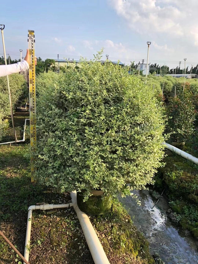Ligustrum sinense