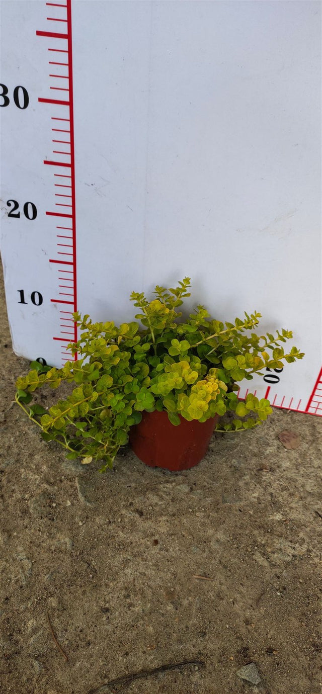 Lysimachera nummularia