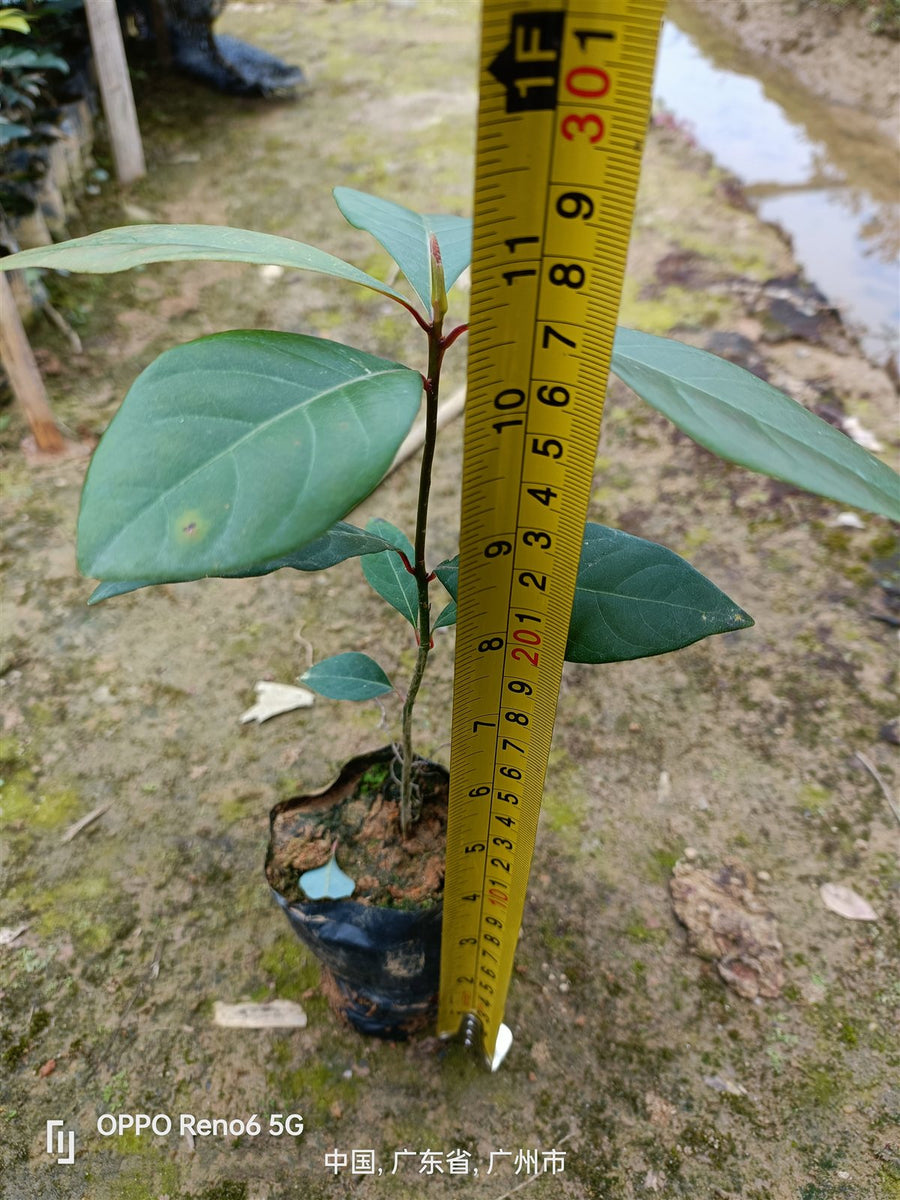 Machilus chekiangensis