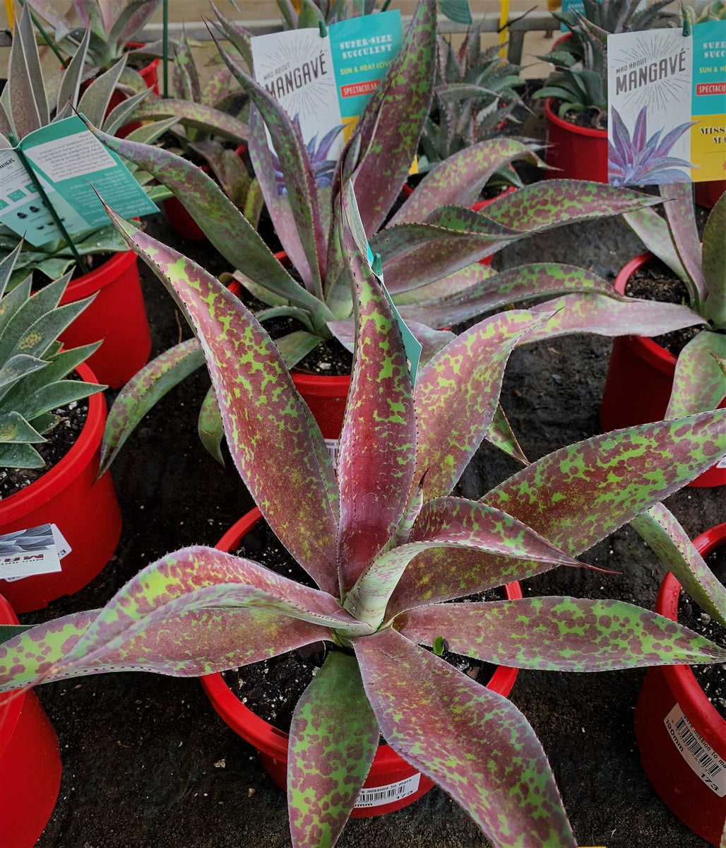 Manfreda maculosa