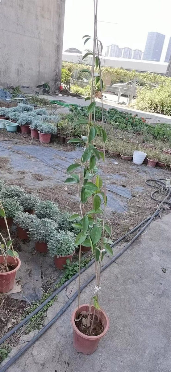 Mansoa alliacea