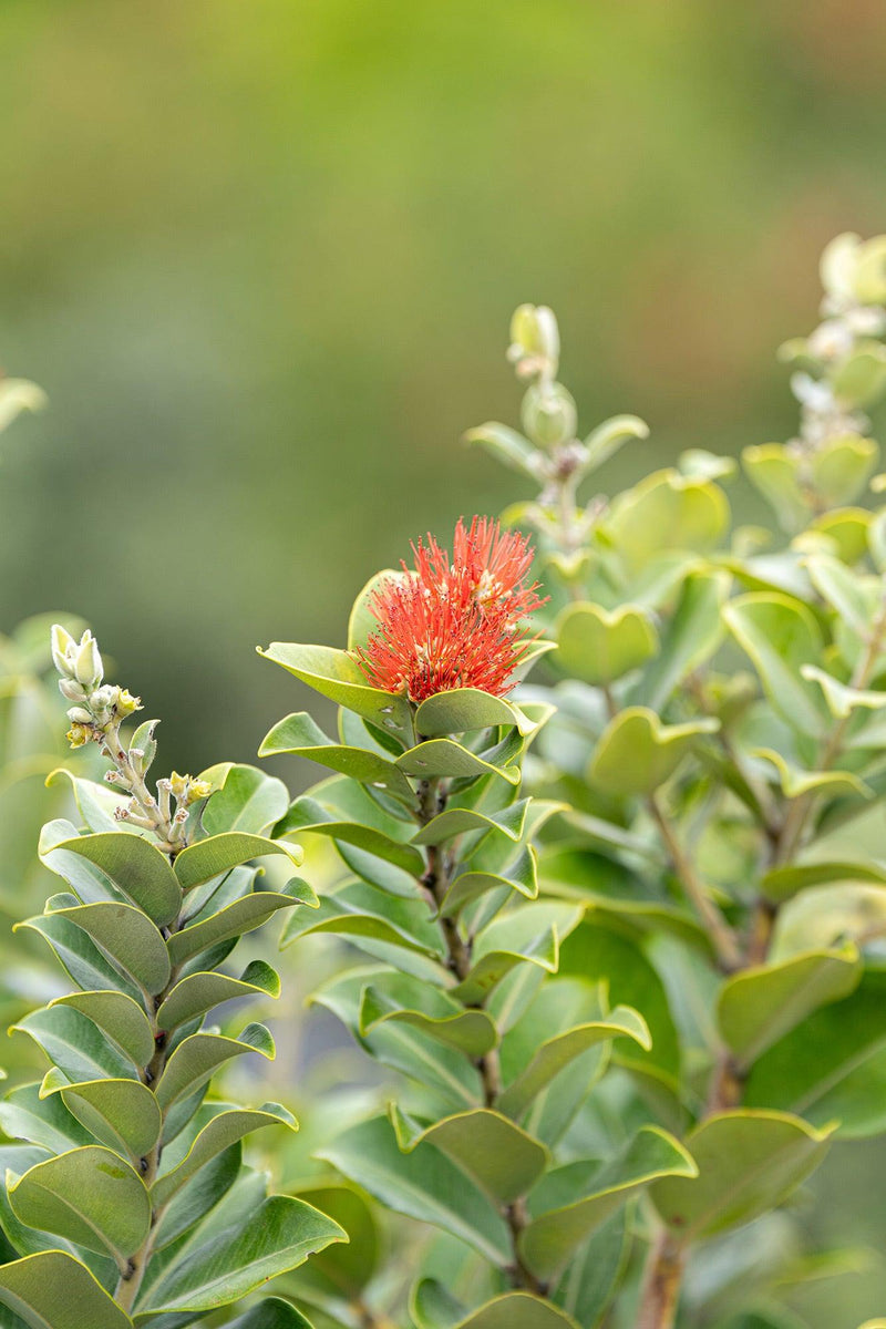 Fiji Fire Metrosideros - Metrosideros vitiensis 'Fiji Fire'