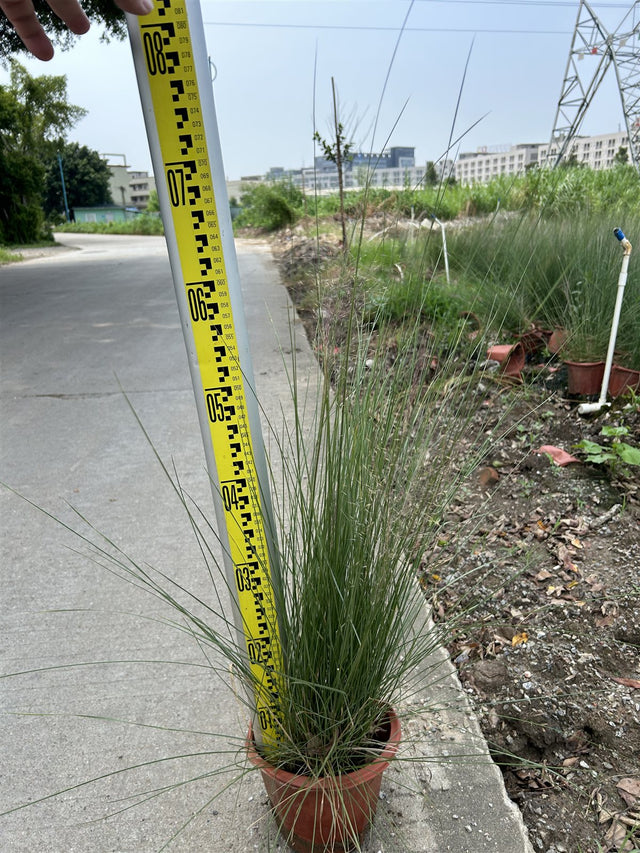 Muhlenbergia capillaris