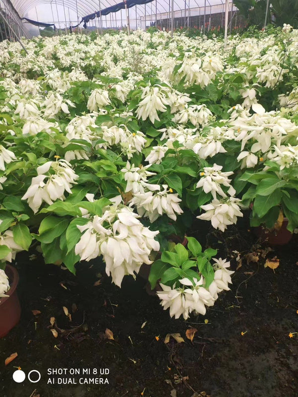 Mussaenda philippica