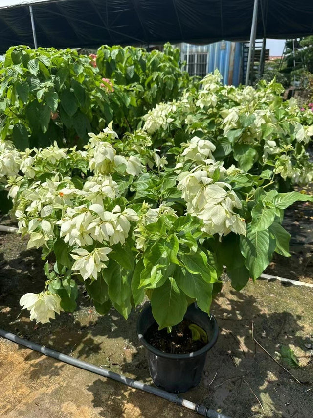 Mussaenda pubescens