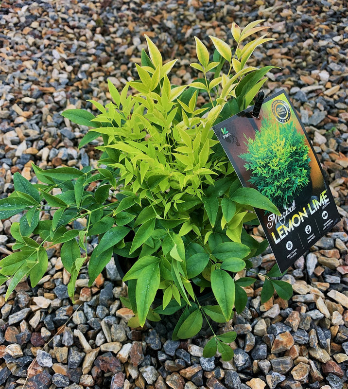 Nandina lemon